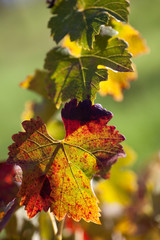 Leaves of grapevines