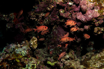 Fototapeta na wymiar scarlet soldierfishes in the red sea