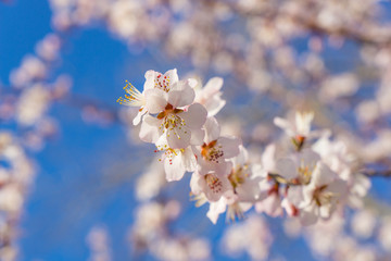 Beijing, China, Asia, Peach Blossom,