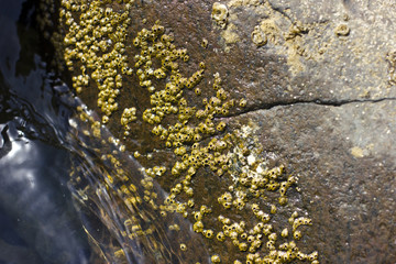 Sea snail on the rock