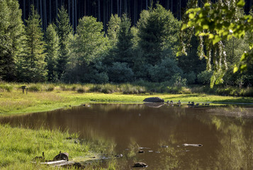 A small pond in the middle of a forest with wild birds