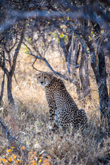 Cheetah watching