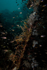 Fototapeta na wymiar glassfishes in the red sea