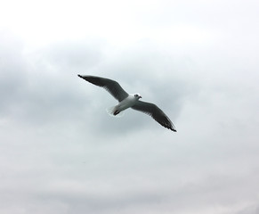 Flying seagull in a grey cloud sky