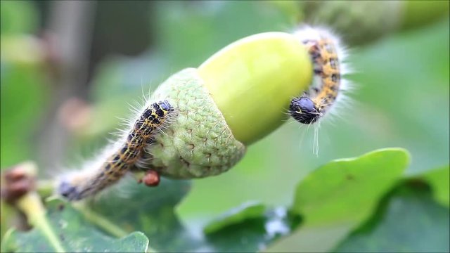 caterpillar on green acorn, Phalera bucephala
