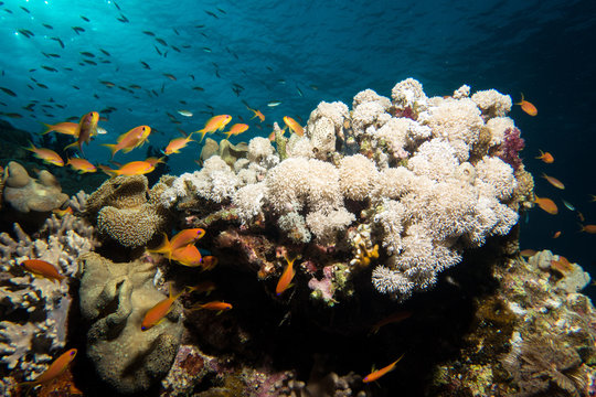 Coral garden in the red sea