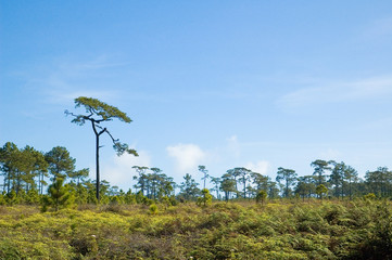 Phu Kradueng National Park. forest