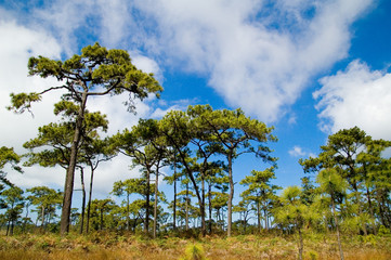 Obraz premium Phu Kradueng National Park. forest