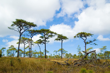 Phu Kradueng National Park. forest