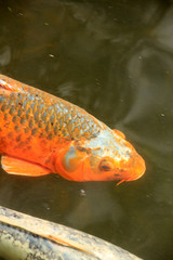 Big Koi Carp