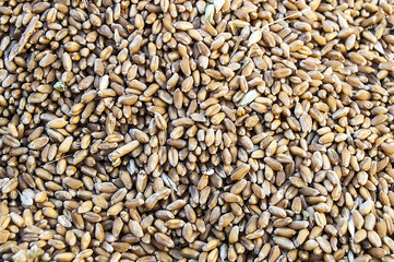 New harvested wheat pictures on the field, harvested wheat flour ready to be made,
