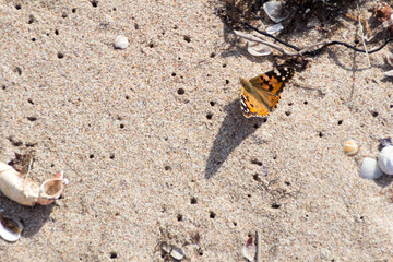 Small tortoiseshell