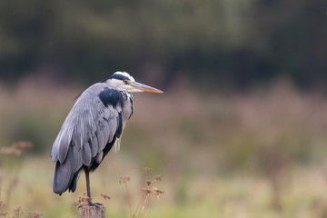 grey heron on a pole wild animal