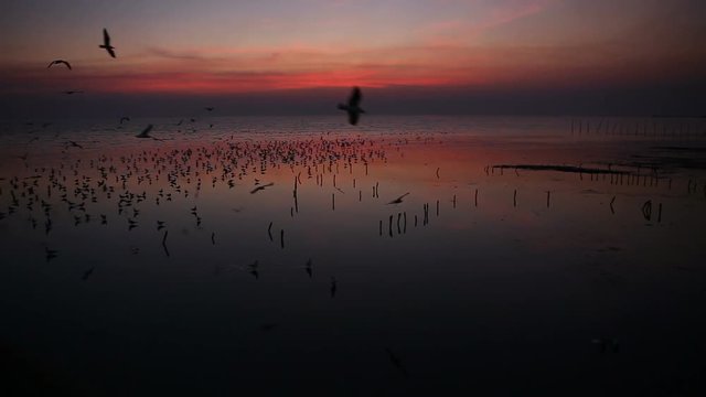 seagull and romantic sunset at Thailand evening light,migratory birds