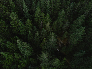 Aerial shot of tree tops in dense forest. - 167652832