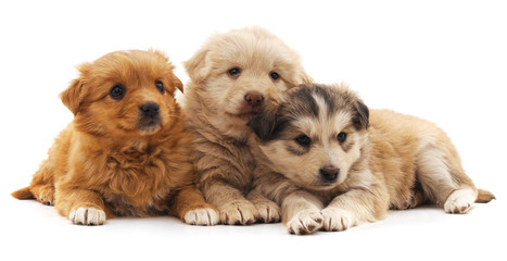 Three puppies.