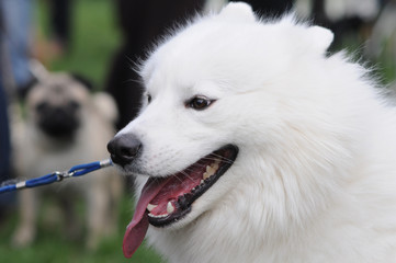 Fototapeta premium close-up portrait of Samoyed husky dog at the dog show