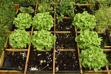 Plantation de salades et autres plantes comestibles en casier 