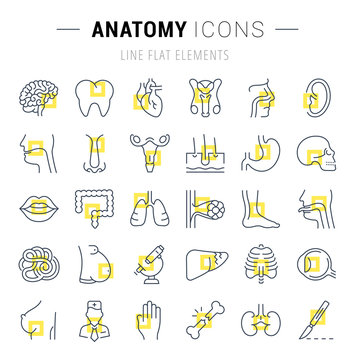 Set of Line Icons of Anatomy and Physiology