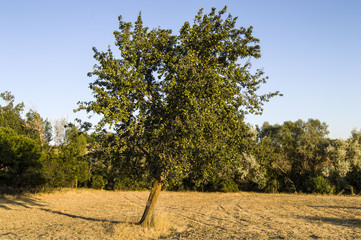 Pears standing in the tree, organic pears,
