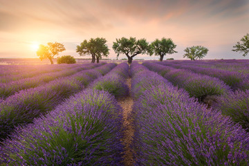 Fototapeta na wymiar Lavender fields near Valensole, Provence, France