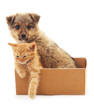 Kitten And Puppy In A Box.