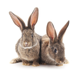 Two rabbits.