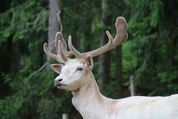Naklejka na ściany i meble White Male Fallow Deer Buck (Dama dama)