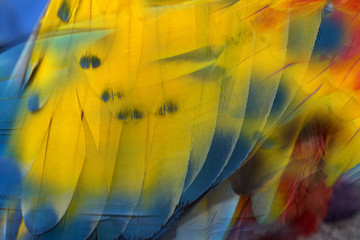 Colorful of macaw feather for background