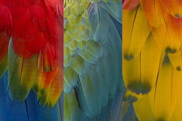 Colorful of macaw feather for background