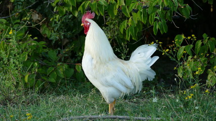 gallina bianca