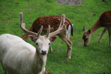 Fallow Deer (Dama dama) / White Male Buck, Spotted Female Doe (Dama dama)