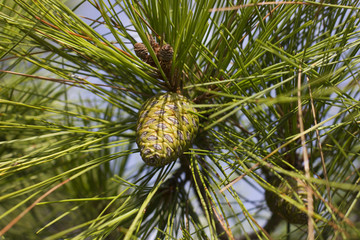 Green pine cone and pine-needles
