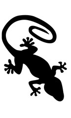 Salamandra en negro.