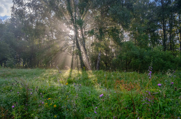 The sun's rays through the mist in the forest