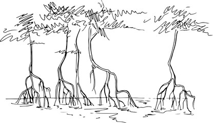 Sketch of mangrove forests
