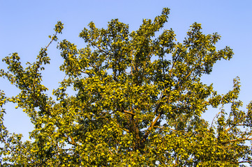 Pears standing in the tree, organic pears,
