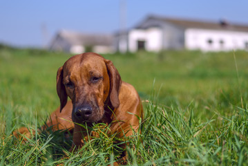 A portrait of Rhodesian Ridgeback on the grass