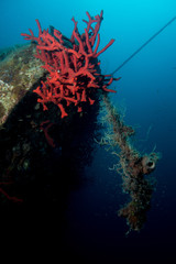 wreck of el mina in hurghada