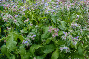 Borage (borago officinalis), also known as a starflower is growing in the garden for culinary and medicinal uses