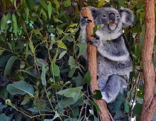 Wall murals Koala Koala eating eucalyptus leaves