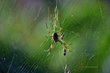 Golden orbweaver spider (Nephila plumipes)