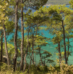 Pine trees and the sea