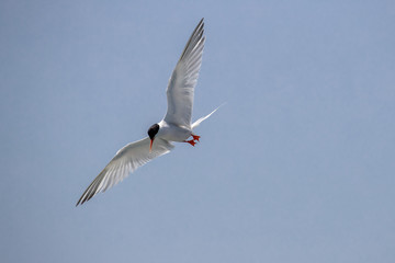 Bird in flight - Roseate Tern