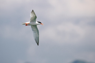 Bird in flight - Roseate Tern © Earnest Tse