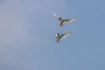 Fighting - Roseate Tern