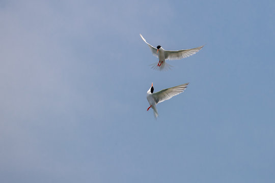 Fighting - Roseate Tern