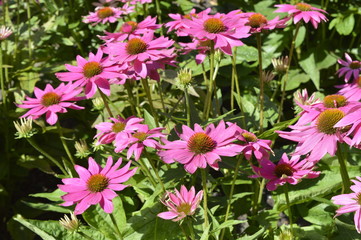 Echinacea 'Pow Wow Wild Berry' - beautiful purple flowers