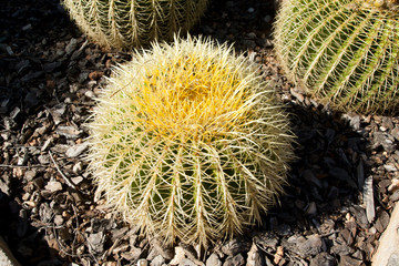 Cactus garden at island Majorca, Balearic Islands, Spain.