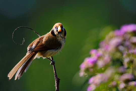 The birds in the wild Asia.